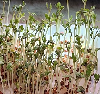 Let it grow
