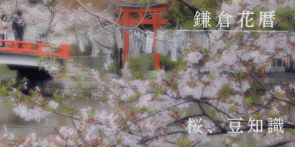 鎌倉花暦 | 桜、豆知識 - さくら貝アクセサリー Lino Drops Kamakura