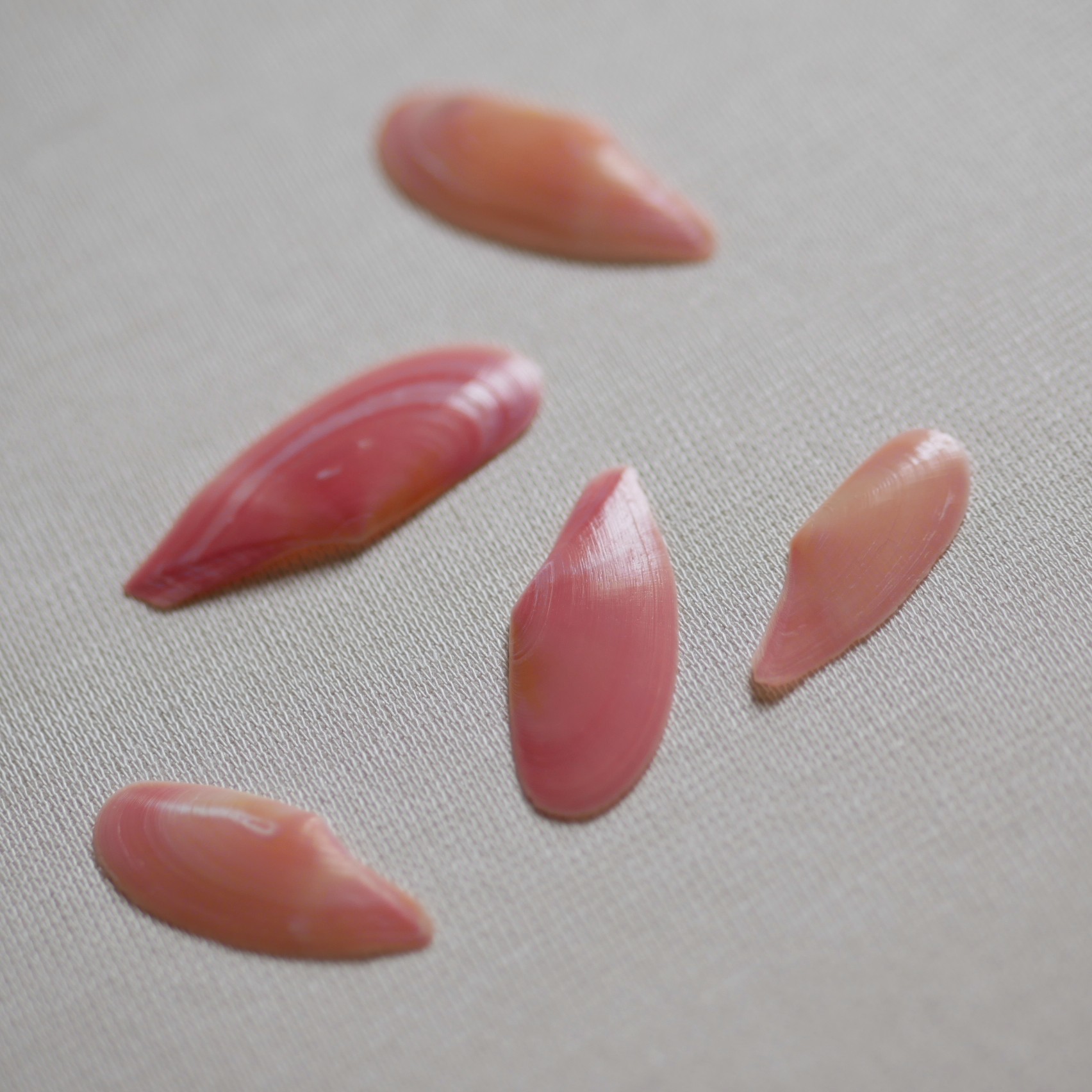 桜貝とは 鎌倉由比ヶ浜は桜貝が拾える名所のひとつです さくら貝アクセサリー Lino Drops Kamakura