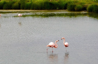 Flamingos