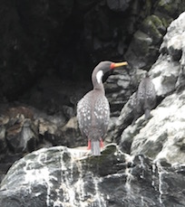 Kormoran