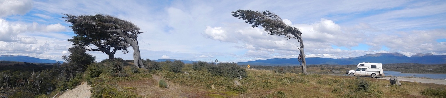 typisch Patagonien: windschiefe Bäume