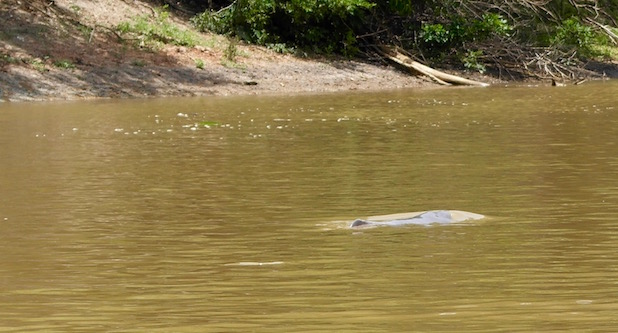 rosaroter Flussdelfin...bessergesagt sein Rücken