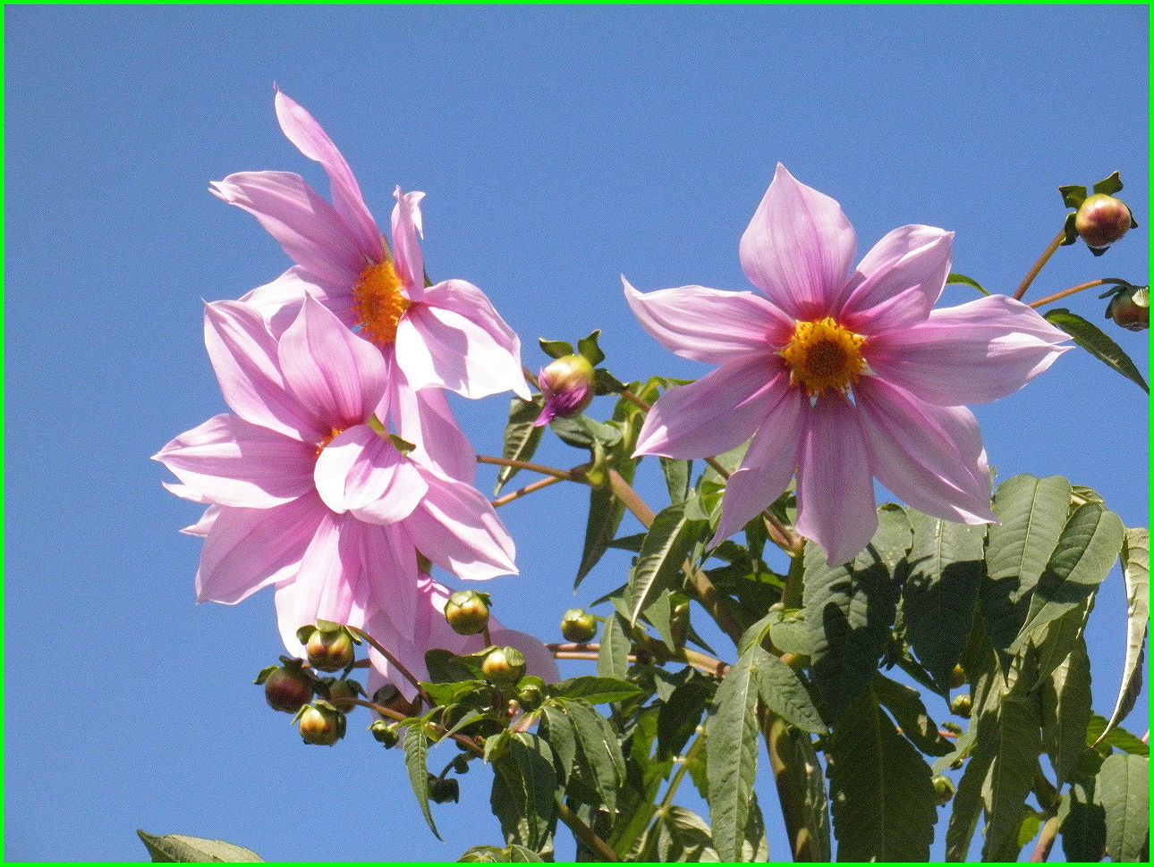 山茶花　茶花　石蕗　南天他 山茶花 茶花 石蕗 南天他 季節の茶花｜SAKURA 日本文化体験教室 京都本校