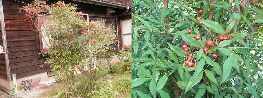 山茶花　茶花　石蕗　南天他 翠光100g×2本 化粧箱入り JA南さつま 知覧茶業センター