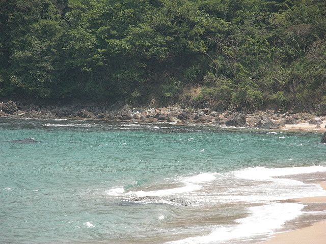 香住・安木の浜、東側の岩場、西側の岩場、浜の中央からとシロギスの大物が釣れる場所、鉄砲ギスを５０尾、大きいものは３０ｃｍを釣った人もいた 。