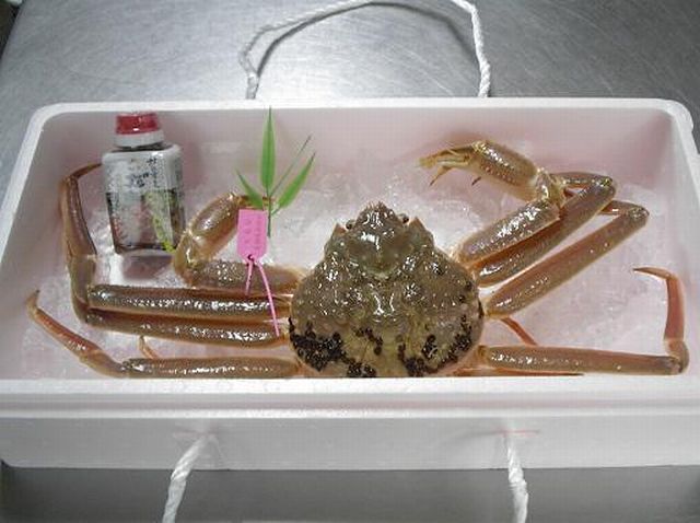 カニビルのお話し・販売