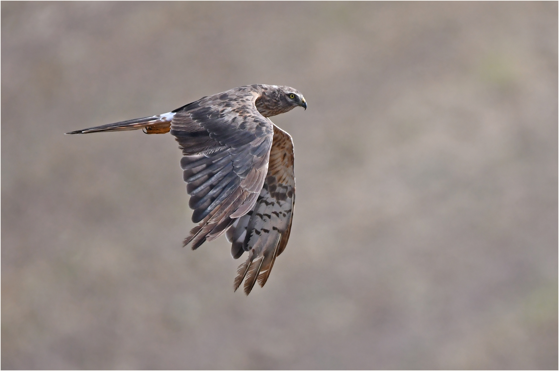 Fliegende_Wiesenweihe ©Henderkes Herber; LBV Bildarchiv