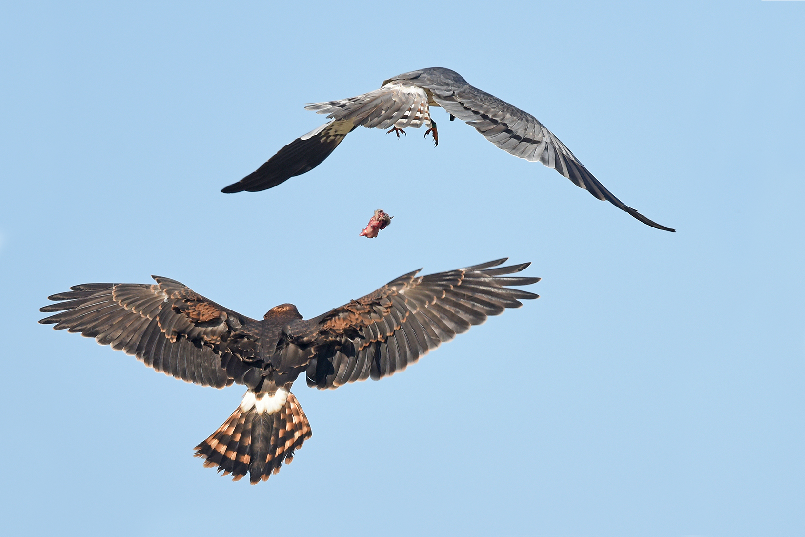 Fliegende Wiesenweihen ©Henderkes Herbert; LBV Bildarchiv