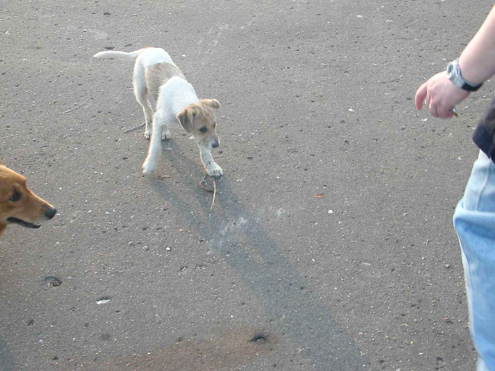 Streunende Hunde in der Flussnähe, hungrig und voll Flöhe