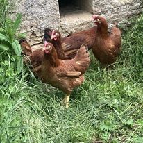 Babette, Ginger, Bernadette et Georgette, poules rousses