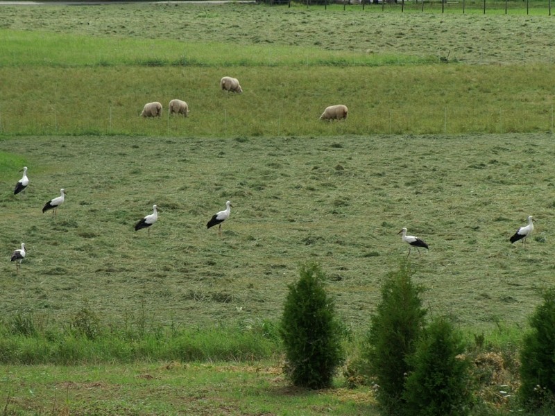 Weißstörche auf einer Wiese bei Hohenhaslach. Fotos: Horst Buttkewitz