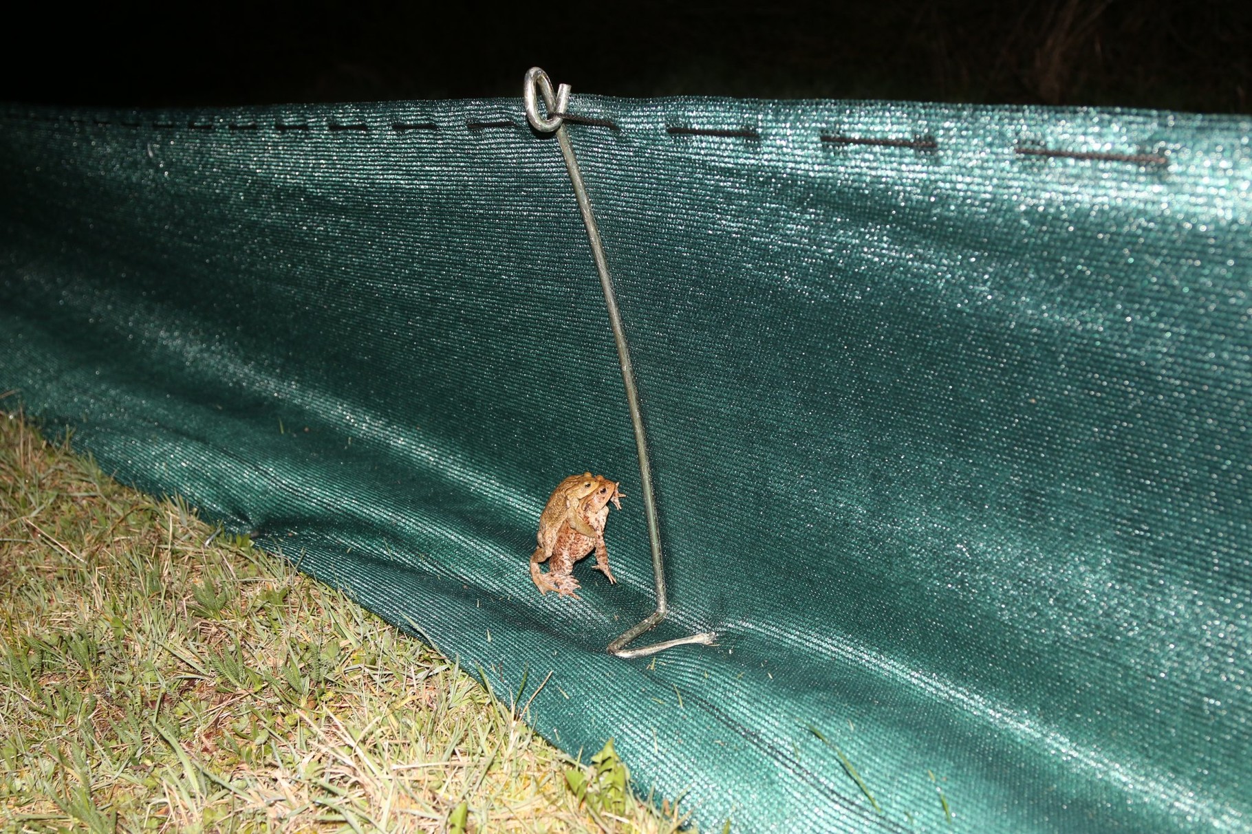 Kein Weiterkommen am Amphibienzaun