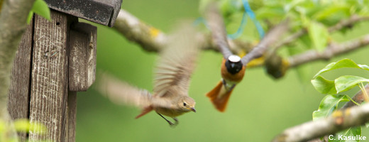 Vogel des Jahres 2011 - der Gartenrotschwanz