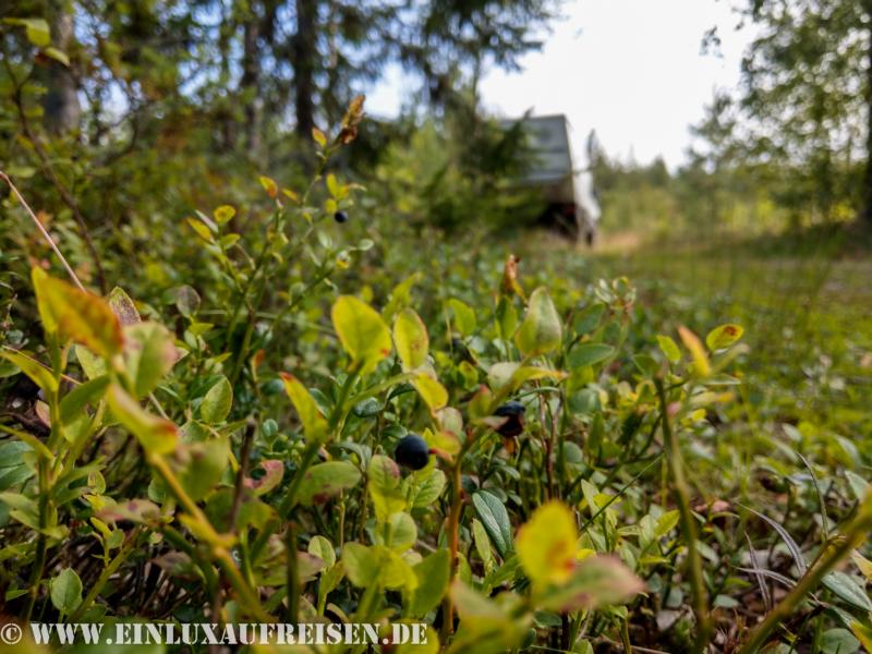 versteckt im Wald