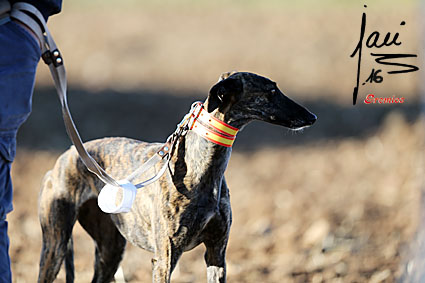 Esperanza de la Trailla, cuartos de final del club nacional del galgo español