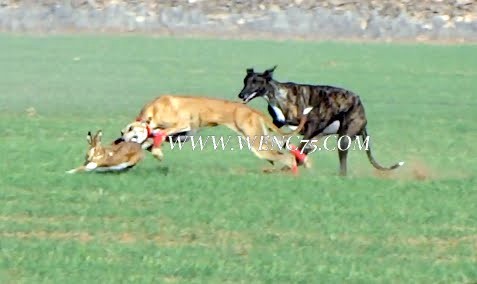 Rocío de la trailla , campeona del V campeonato de galgos y cotos.