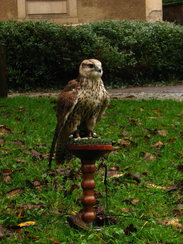 Der Sakerfalke