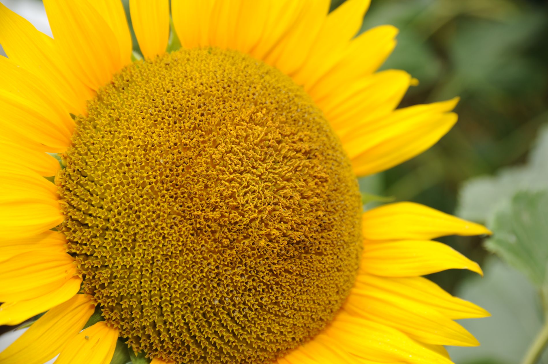 Paarshooting in einem Sonnenblumenfeld am Landhotel Voshövel am Niederrhein