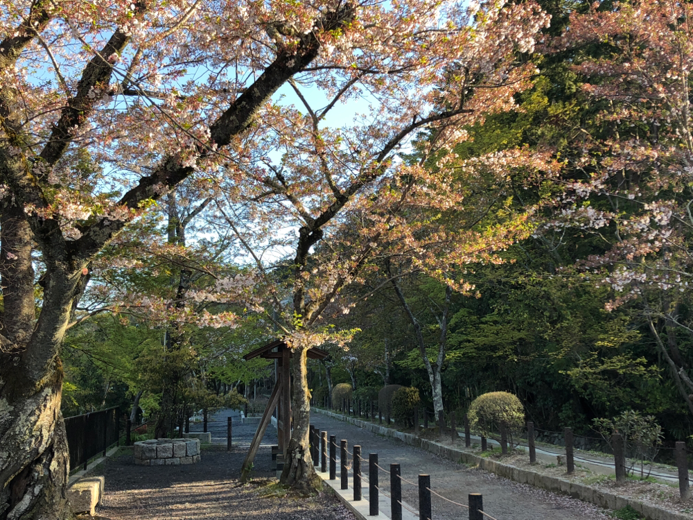 哲学の道の桜 21年 京都day By Day 哲学の道の桜 21年 京都day By Day