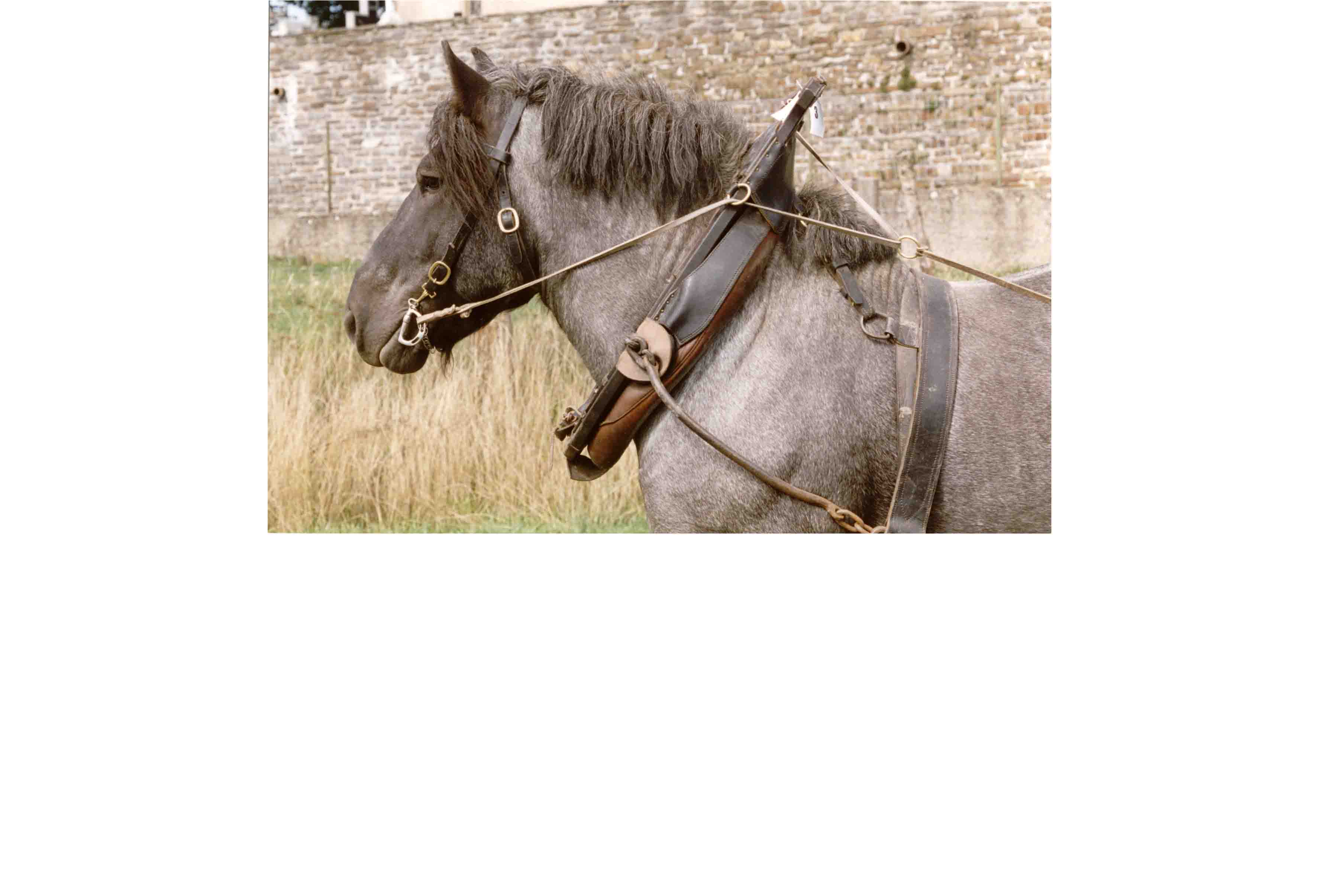 Draught Animal News - fectus Webseite! Draught Animal News - fectus Webseite!