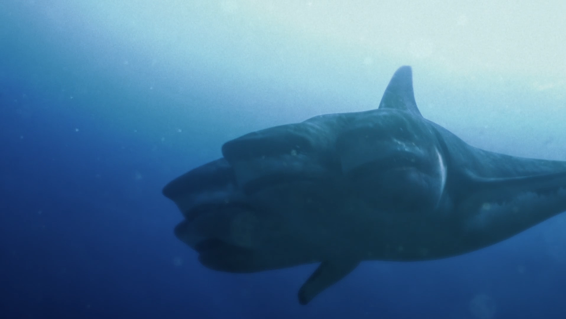 L'Attaque Du Requin À 5 Têtes (2017)