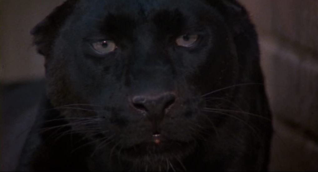 La Féline (1982) 