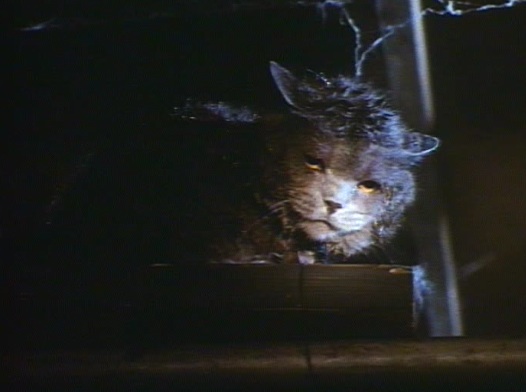 Cat's - Les Tueurs d'Hommes (1991)