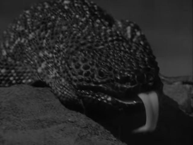 The Giant Gila Monster (1959)