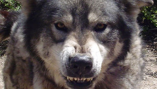 Wolf Town (2011)