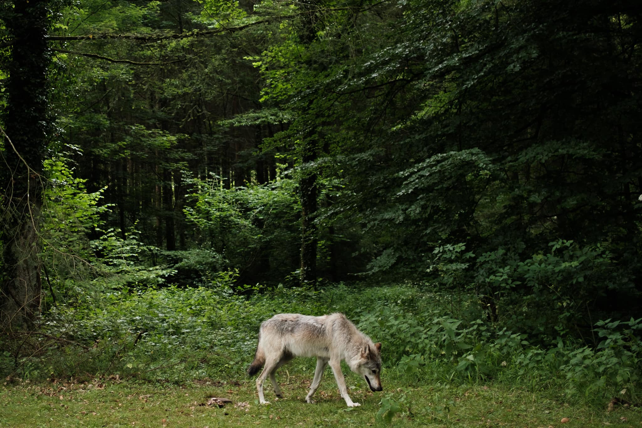 Wolfkin (2022)