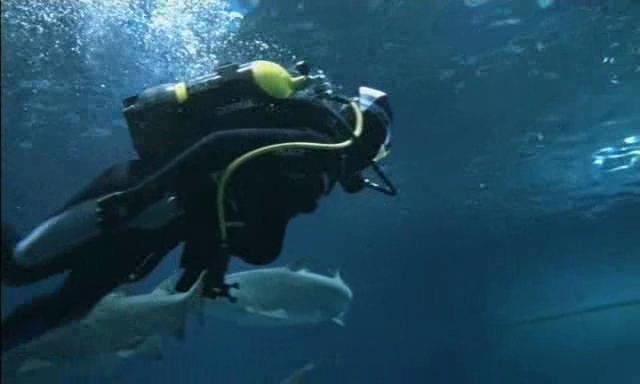 La Chasse Aux Requins Tueurs (2004) 