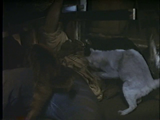 Cat's - Les Tueurs d'Hommes (1991)