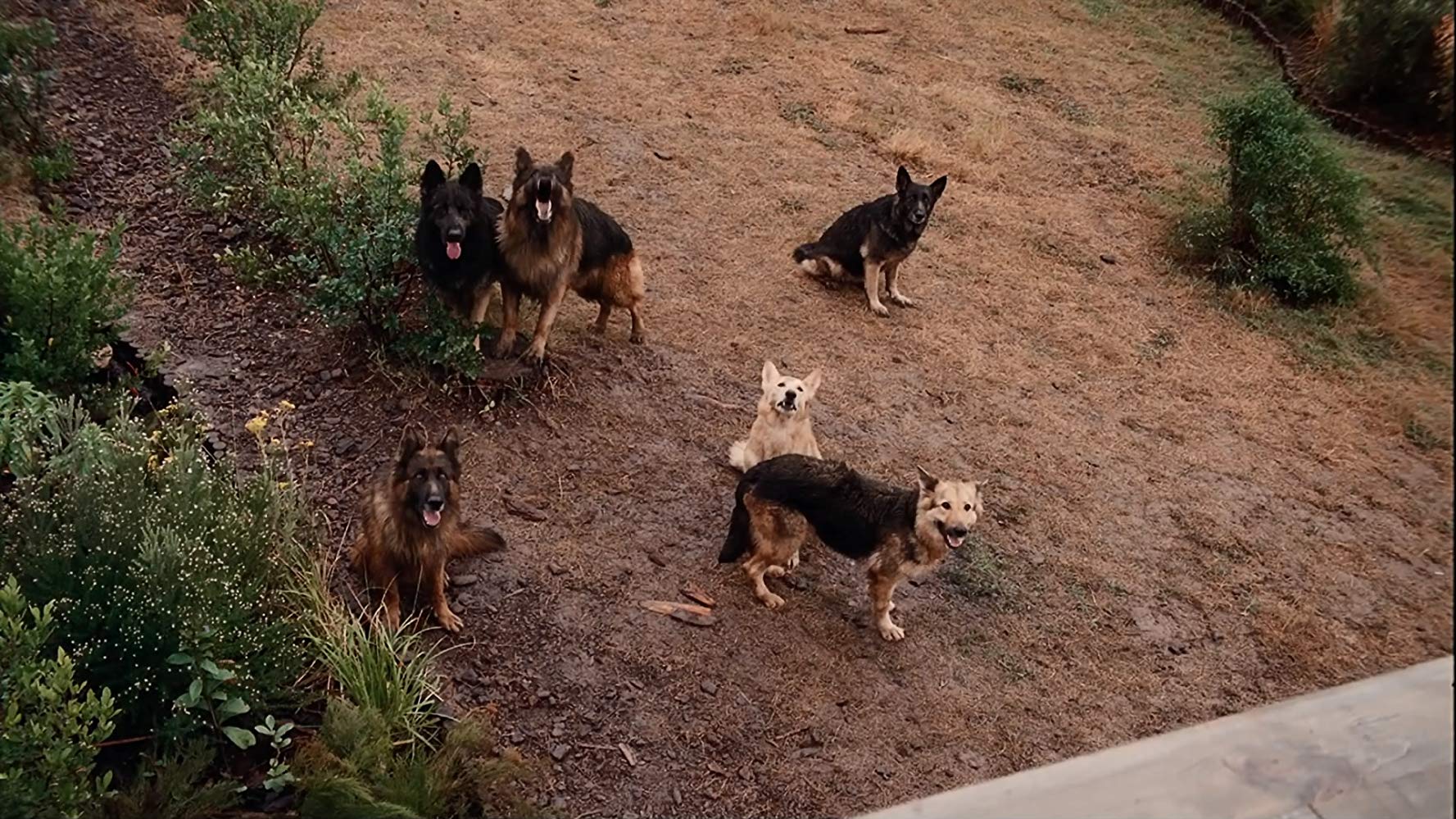 The Breed (2006)