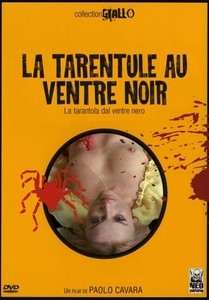 La Tarentule Au Ventre Noir