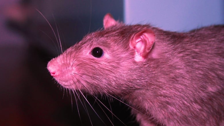Rats 2 - L'Invasion Finale (2004) 
