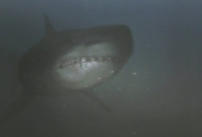 Shark Hunter (2001)