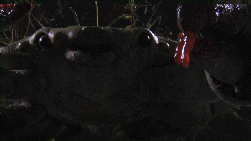 Queen Crab (2015)