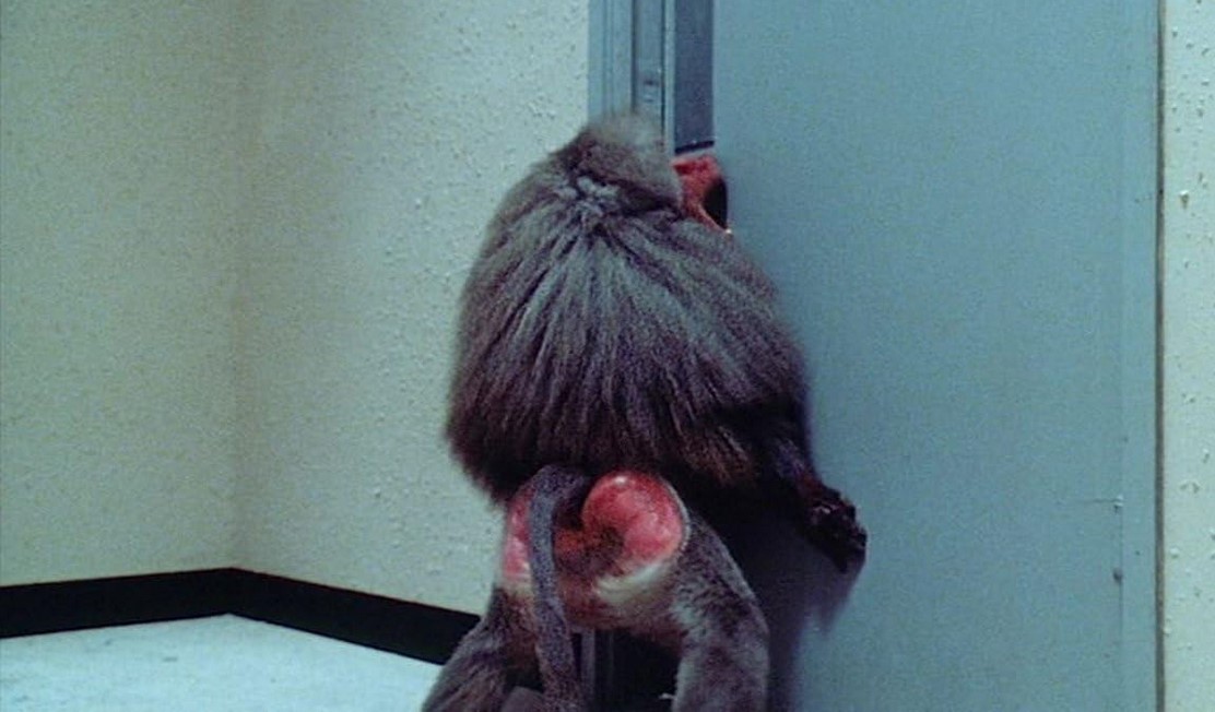 Shakma (1990)