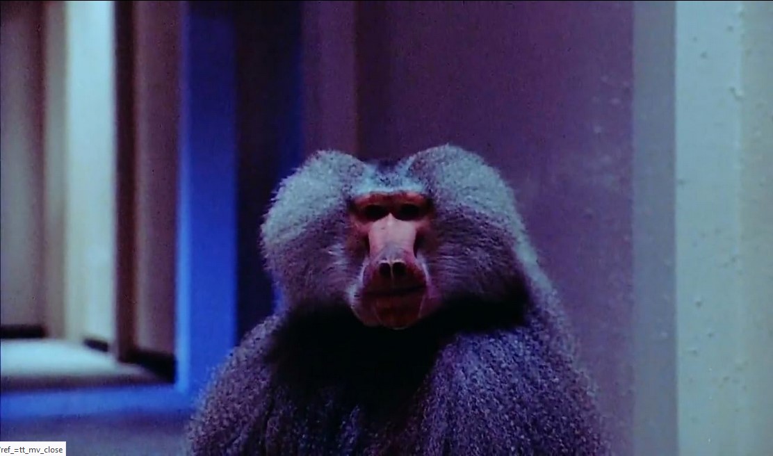 Shakma (1990) 