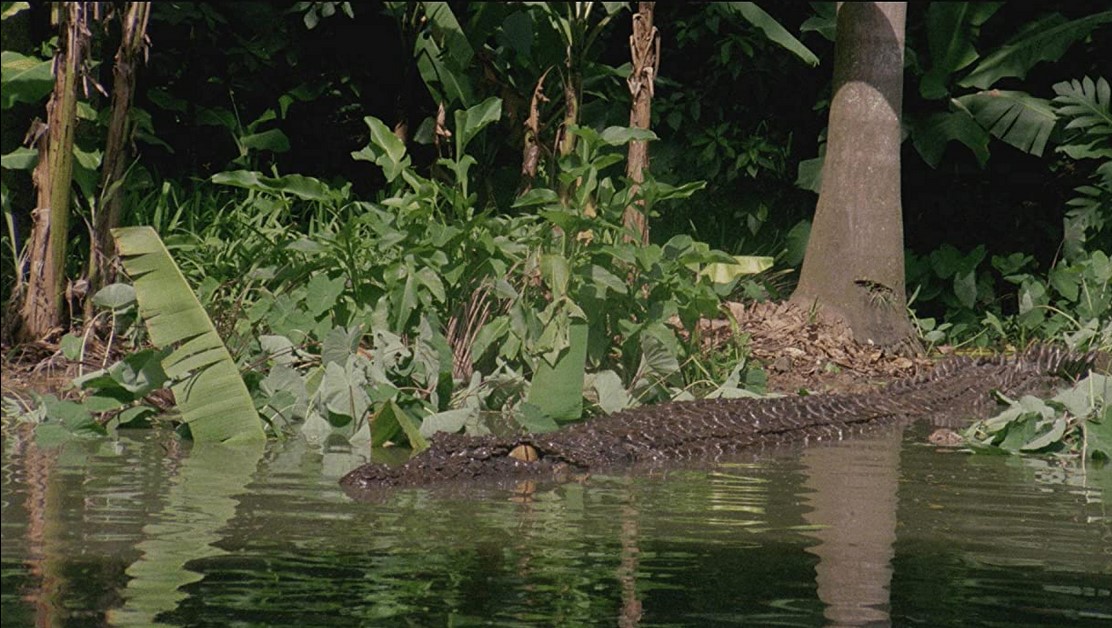 Killer Crocodile (1989) 