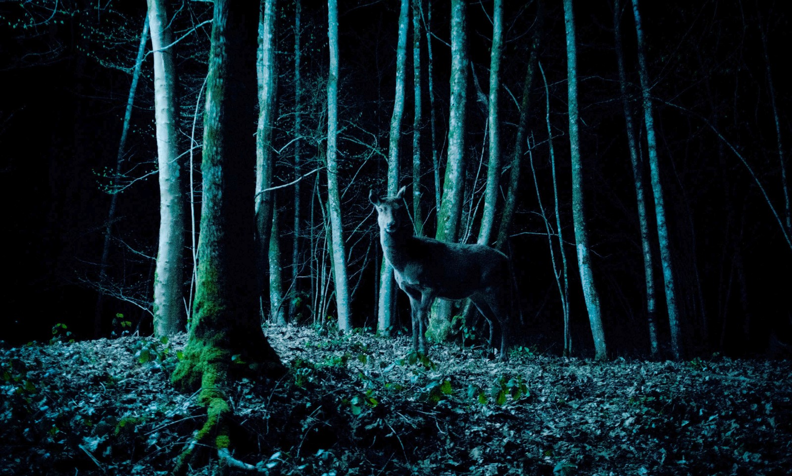 Hunted (2020)