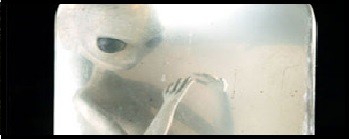 UN ALIEN DANS UN GRENIER / Mythes & légendes urbaines 
