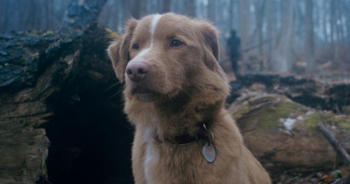 Good Boy (2025)