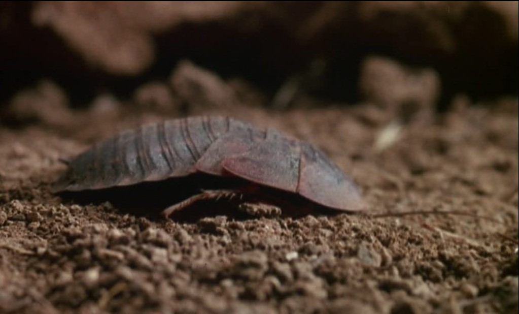 Les Insectes De Feu (1975)
