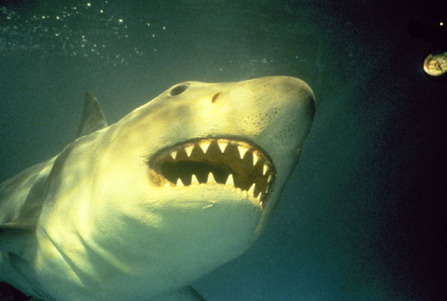 Les Dents De La Mer 3 (1983) 