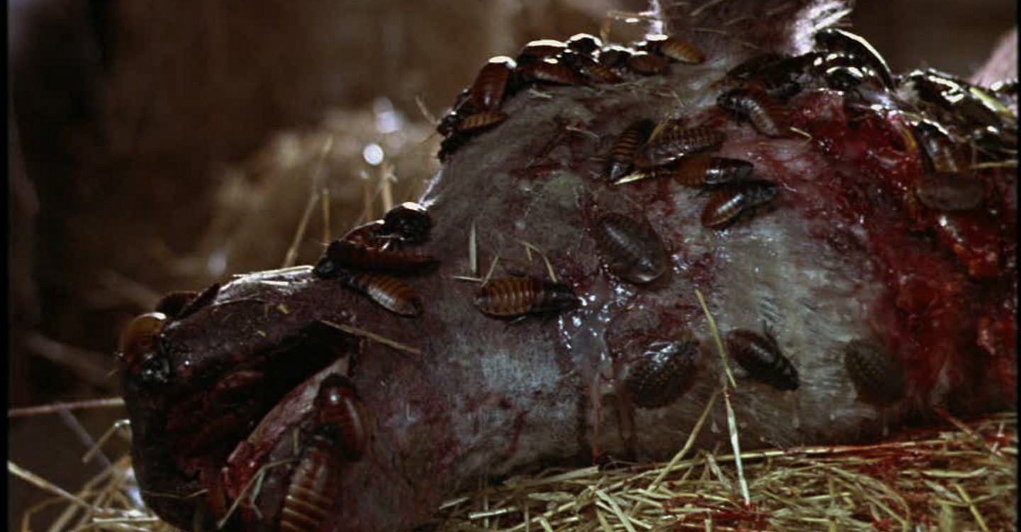 Eclosion (2000) 