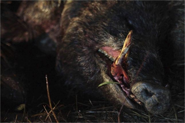 La Traque de Antoine Blossier - 2010 / Survival - Horreur 