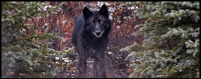 Le Voirloup 
