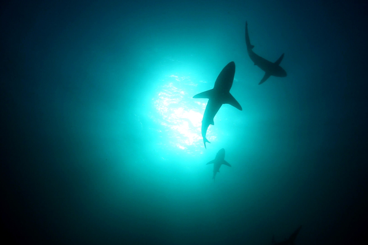 Dark Tide (2012)